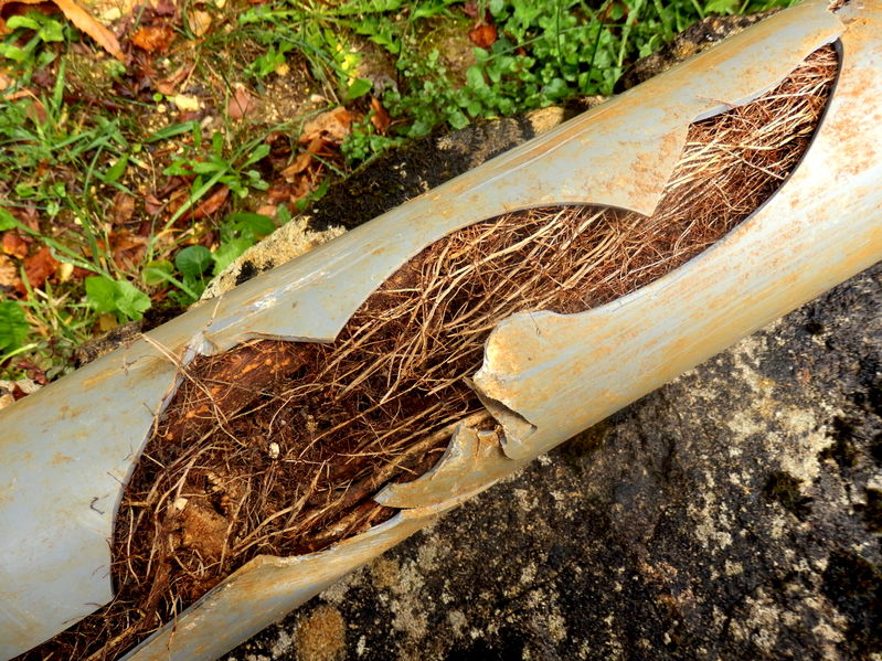 66561812 - split drainage pipe caused by ingress of tree roots
