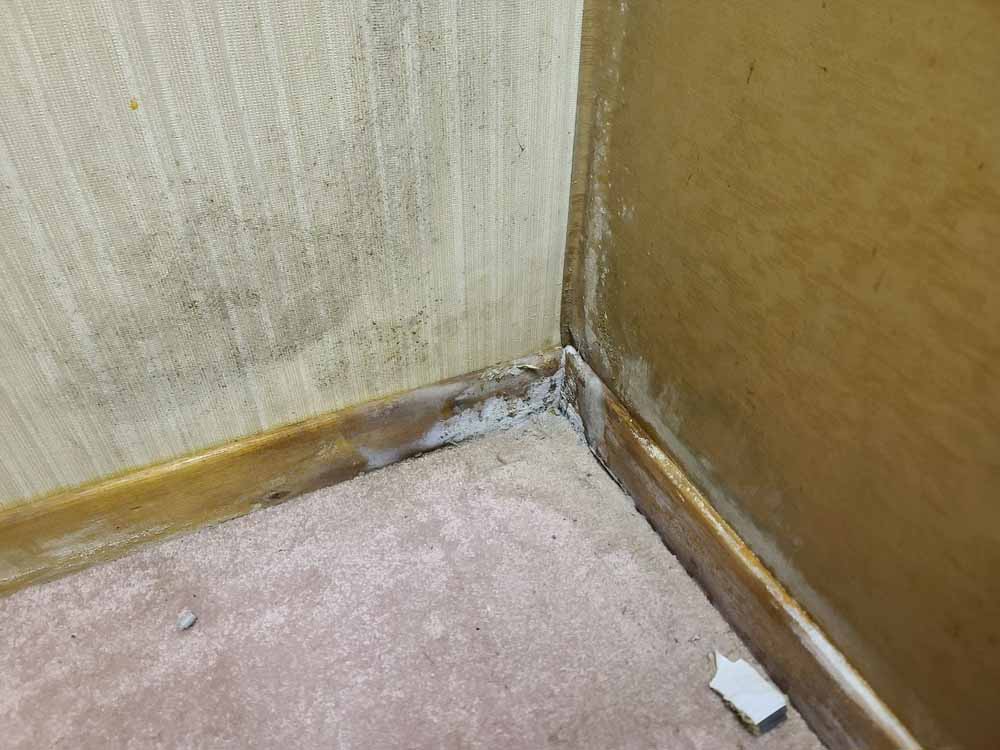 Mold on wall sewer repair Stockdale, CA