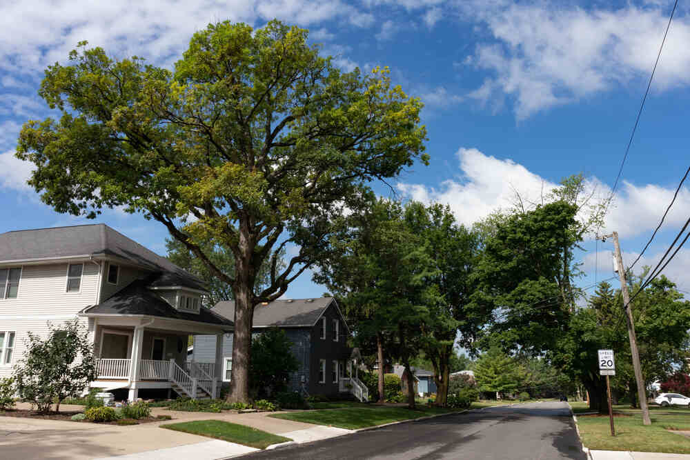 Tackling Tree Root Intrusion Issues in Sewer Lines