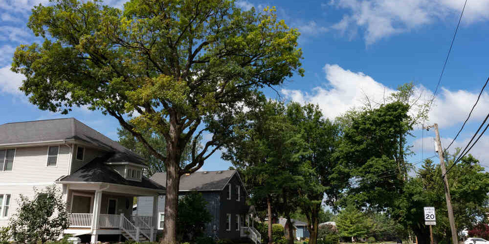 Tackling Tree Root Intrusion Issues in Sewer Lines